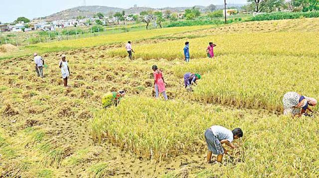 వరి కోతల టెన్షన్