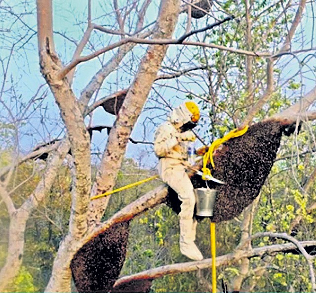 గిరిజనుల ఉత్పత్తులకు బ్రాండింగ్