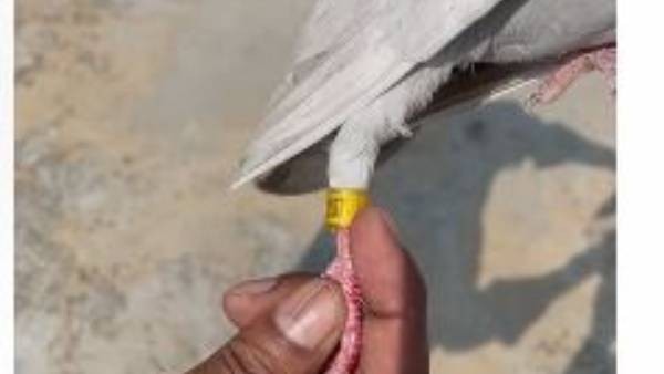 పావురం కాలికి చిప్... ఆరా తీస్తున్న నిఘా బృందాలు పావురం కాలికి చిప్... ఆరా తీస్తున్న నిఘా బృందాలు
