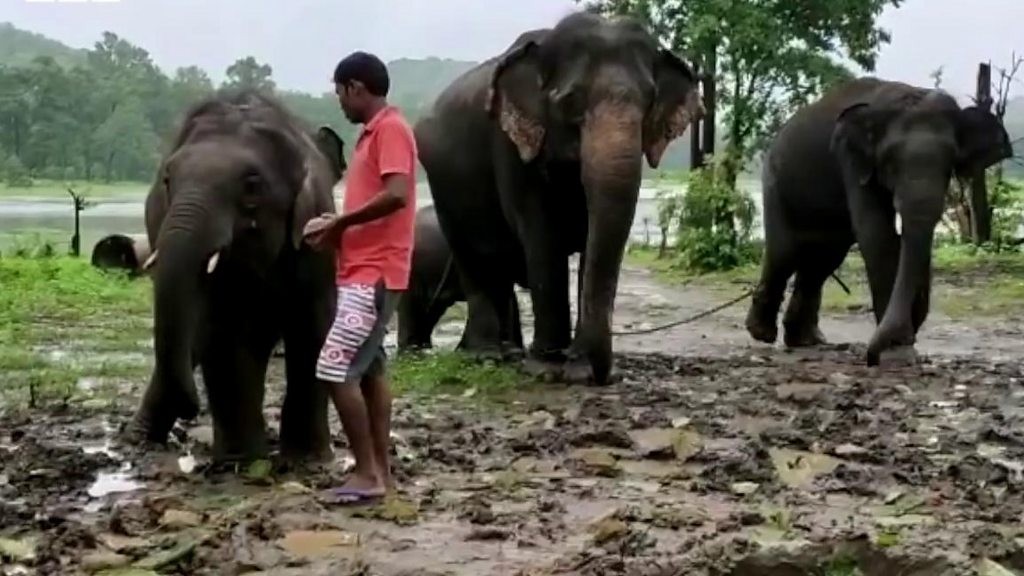 నాలుగు ఏనుగు దంతాలు @ 8 కోట్లు