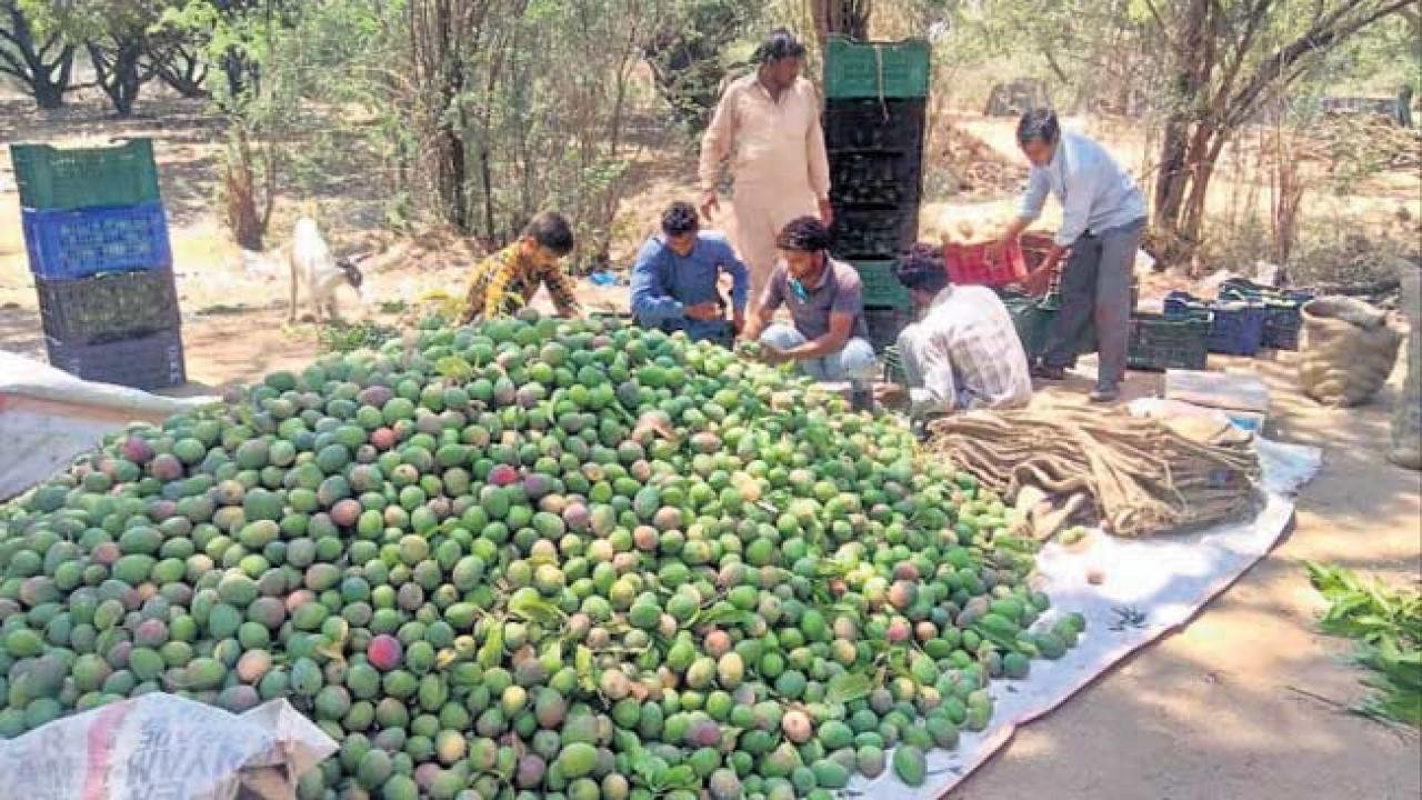 మామిడి  ధరలు ఆశాజనకం