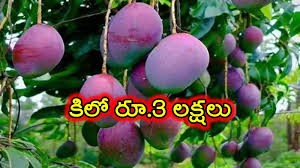 ఈ మామిడి కాయల కోసం బౌన్సర్లు... ఈ మామిడి కాయల కోసం బౌన్సర్లు...