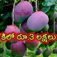 ఈ మామిడి కాయల కోసం బౌన్సర్లు...