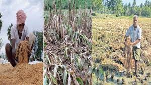 తుఫాన్ దాటికి ధ్వంసం అయిన పంటలు తుఫాన్ దాటికి ధ్వంసం అయిన పంటలు