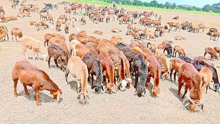 నామమాత్రంగా గొర్రెల పంపిణీ