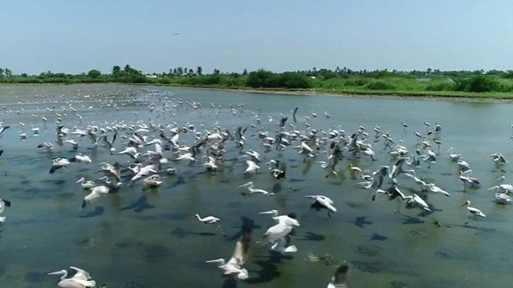 కొల్లేరును కమ్మేసిన కాలుష్యం (కృష్ణాజిల్లా) కొల్లేరును కమ్మేసిన కాలుష్యం (కృష్ణాజిల్లా)