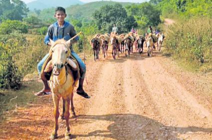 గిరిజన తండాలకు అశ్వాలు... విశాఖపట్టణం గిరిజన తండాలకు అశ్వాలు... విశాఖపట్టణం