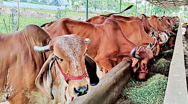 అలహాబాద్ హైకోర్టు ధర్మాసనం  సూచన.