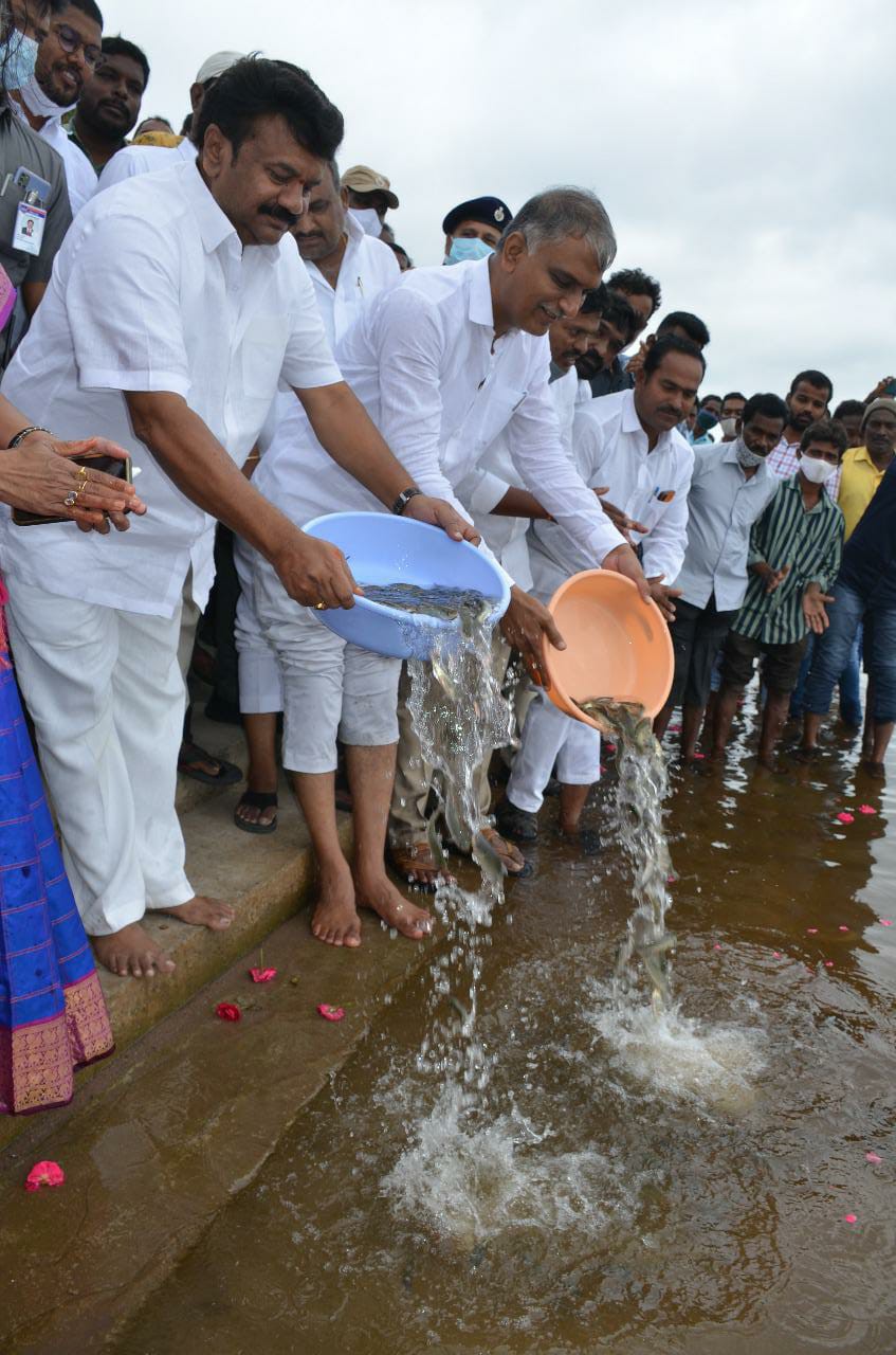 సింగాపురం చెరువులో చేపపిల్లలను విడుదల చేసిన మంత్రి తలసాని సింగాపురం చెరువులో చేపపిల్లలను విడుదల చేసిన మంత్రి తలసాని